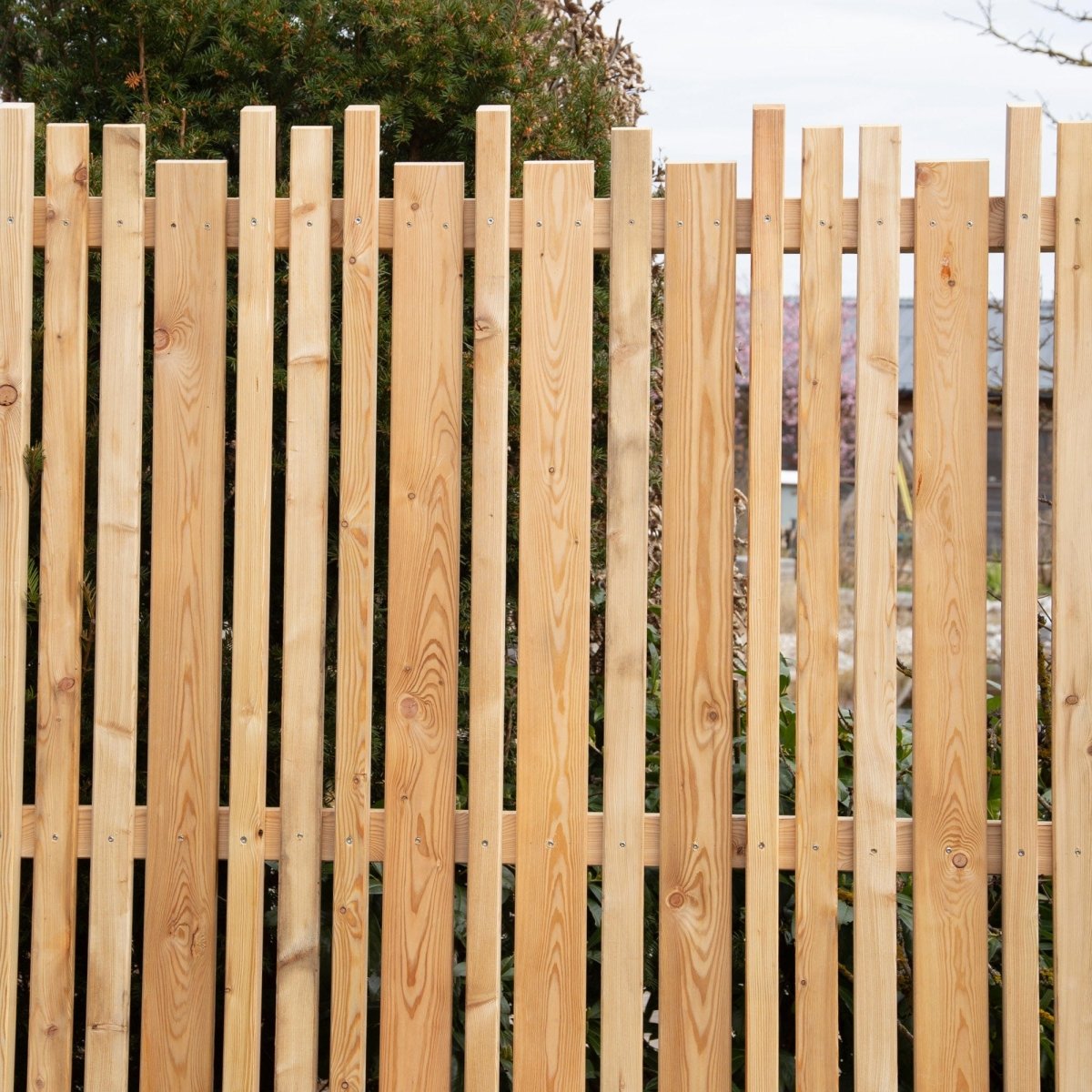 Schermo frangivista in larice 'Zwölferhorn'