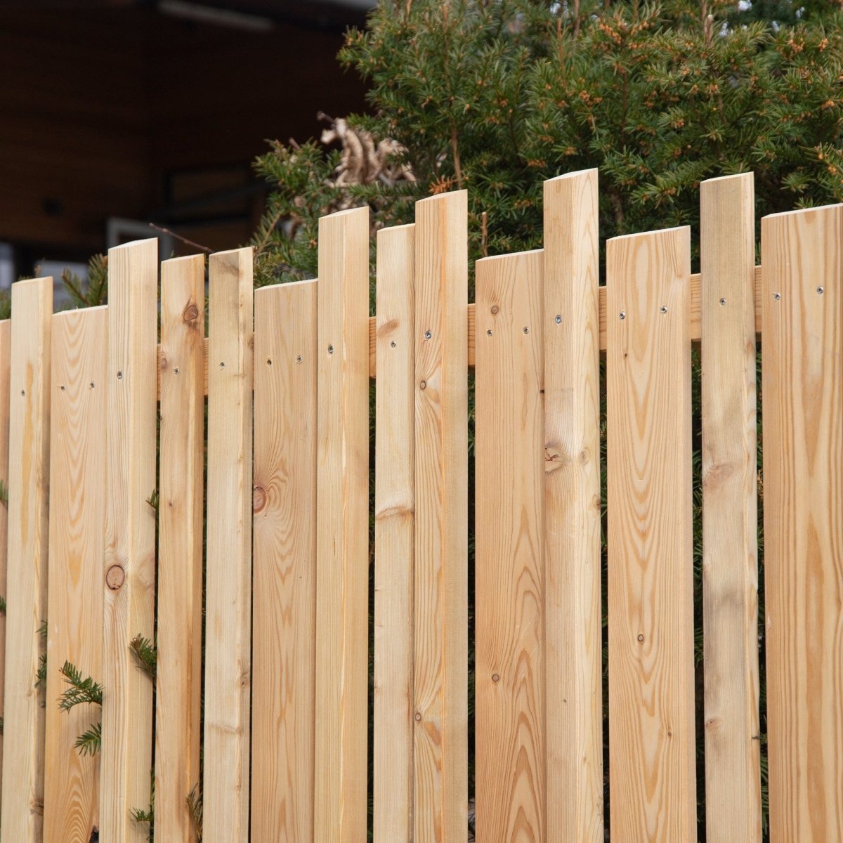 Schermo frangivista in larice 'Zwölferhorn'