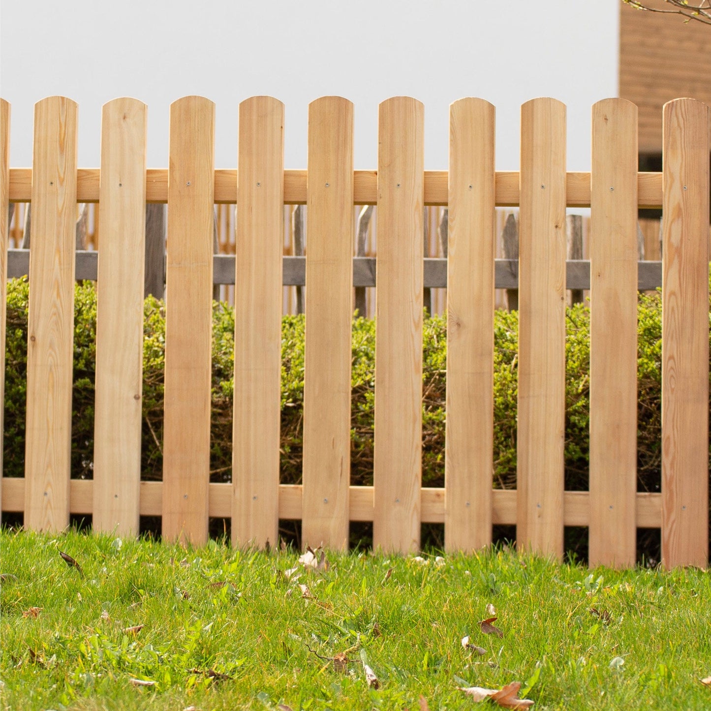 Garden Fence Larch 'Schafberg'