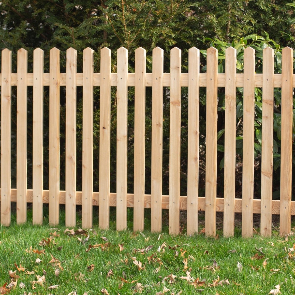 Garden Fence Larch 'Watzmann'